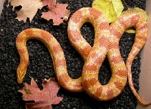 amel okeetee female corn