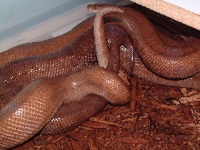 Colombian rainbow boas copulating