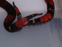 tricolor hognose copulation