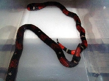 tricolor hognose copulation
