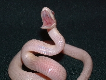 hatchling leucistic Texas ratsnake defensive posture