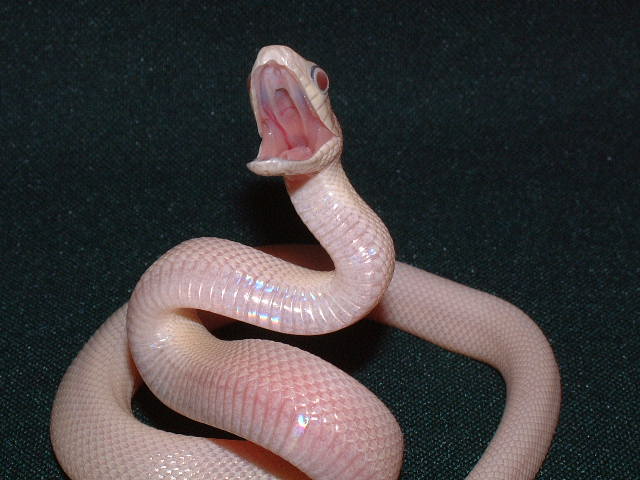 hatchling leucistic Texas ratsnake defensive posture