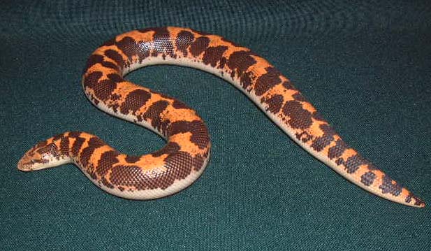 het anerytheristic Kenyan sand boa