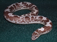 anerytheristic Kenyan sand boa
