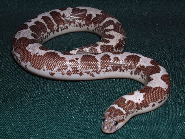 anerytheristic Kenyan sand boa