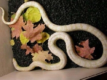snow female corn