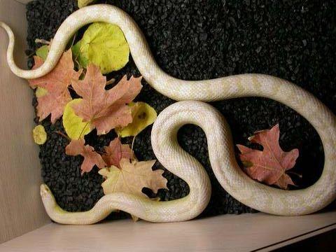 snow female corn