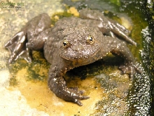 Bombina maxima male