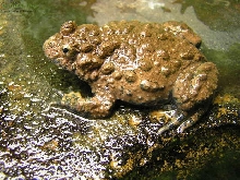 Bombina maxima female