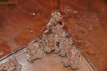 Bombina maxima juveniles