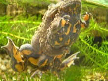 Bombina maxima  spring 2007