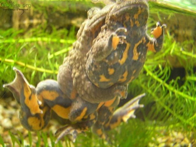 Bombina maxima  spring 2007