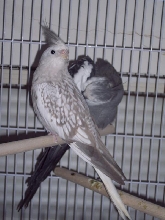 Cinn. Pearl White Face