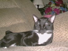 Bobby napping (we miss you Bubby)