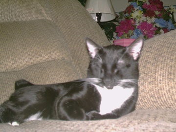 Bobby napping (we miss you Bubby)