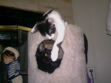 Tommy bugging B.