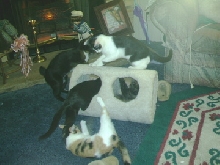 kitty condo take over