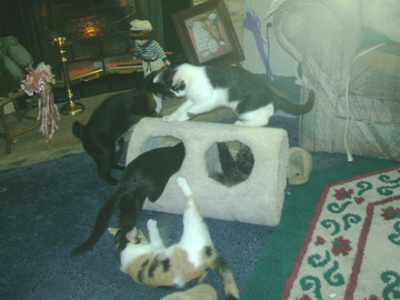 kitty condo take over