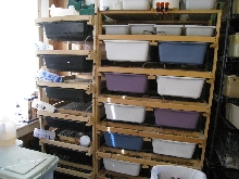Rat Grow Out Area