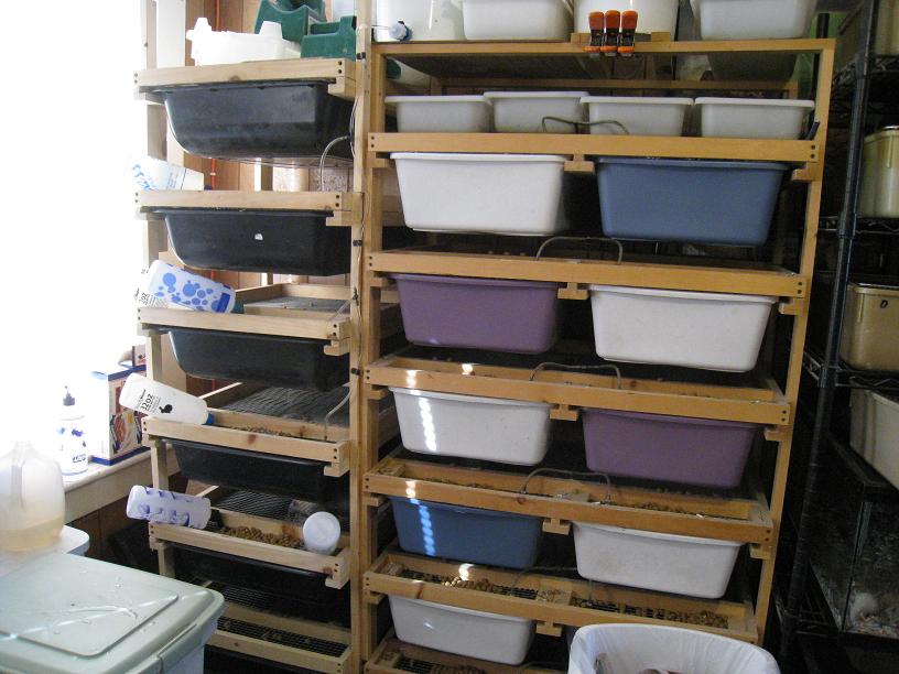 Rat Grow Out Area