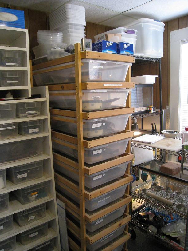 Larger Snake Rack