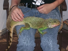 sancho