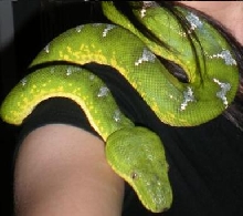 Emerald Tree Boa