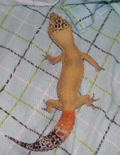 hypo leopard gecko top view