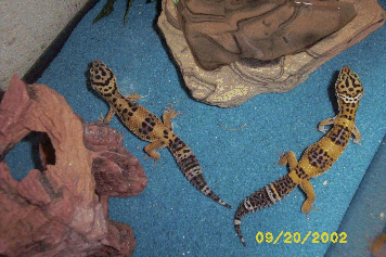 My two leos