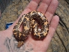 ksb male dob 11/07