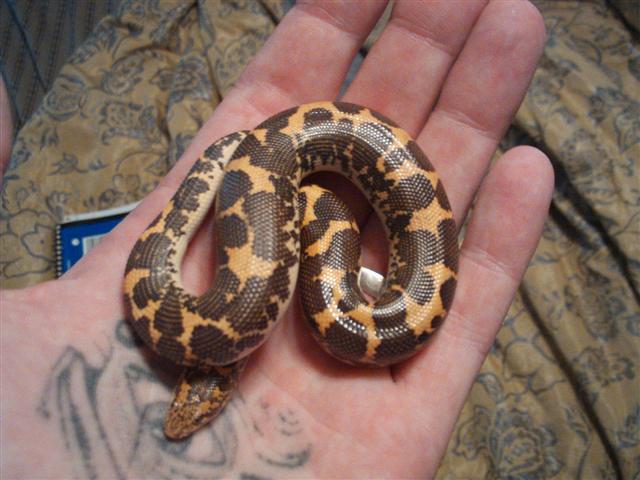 ksb male dob 11/07