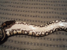 07yb m belly shot
