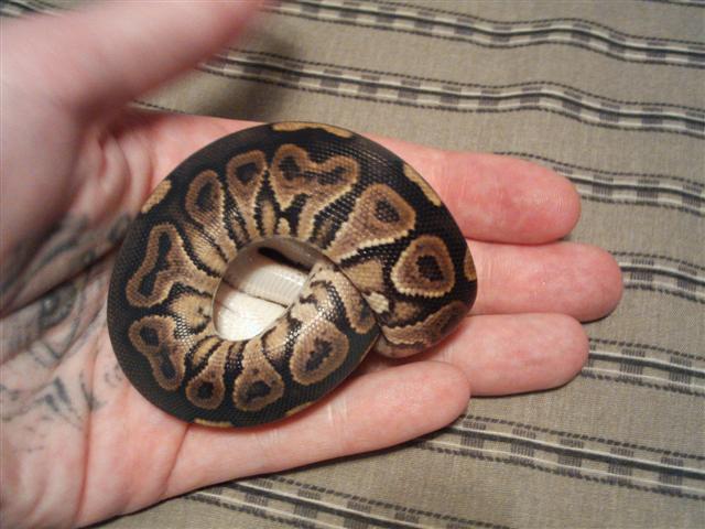 08 m cinny