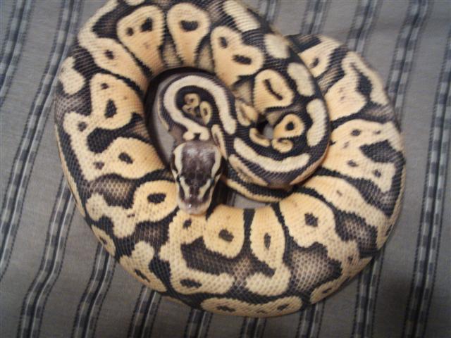 super pastel female 07