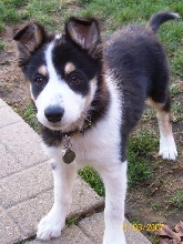 The Newest Gang Member