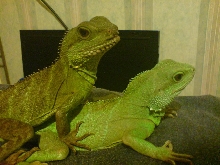 Drake Left - Yamori (Yam) right