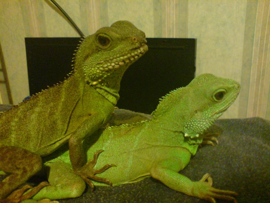 Drake Left - Yamori (Yam) right