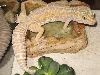 Albino female1