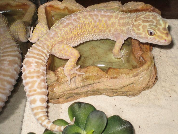 Albino female1