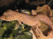 Albino female2
