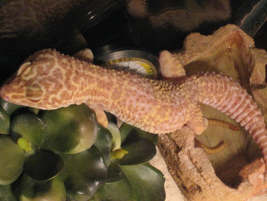 Albino female2