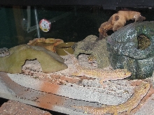 My Leopard geckos