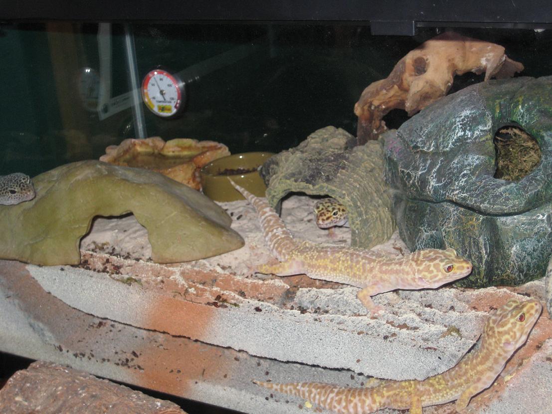 My Leopard geckos