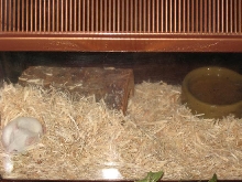 mouse