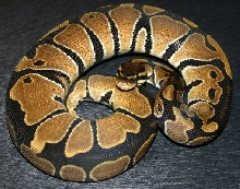 New Ball Python