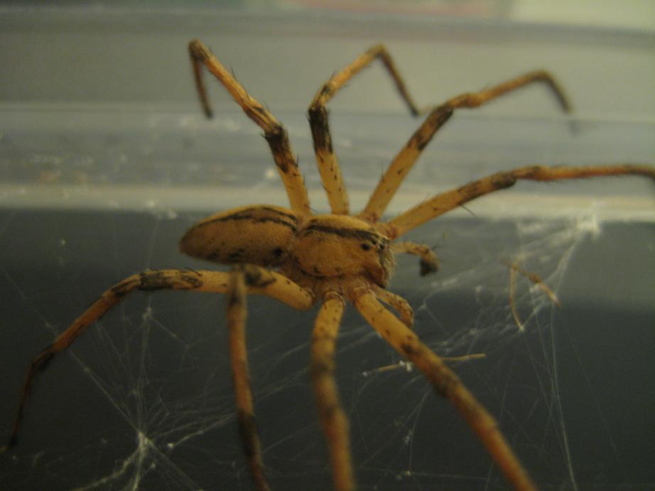 Spider