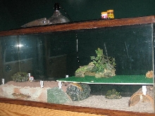 My 55 Gal tank