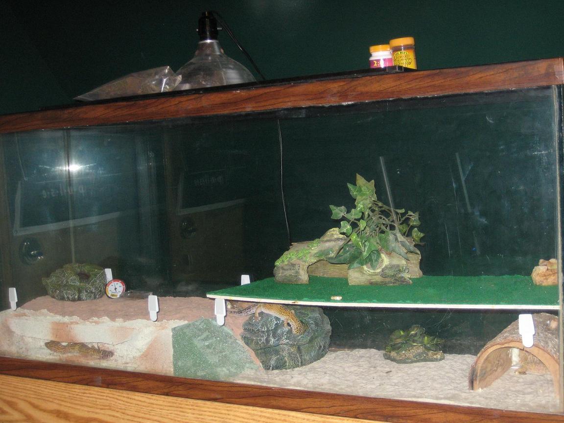 My 55 Gal tank