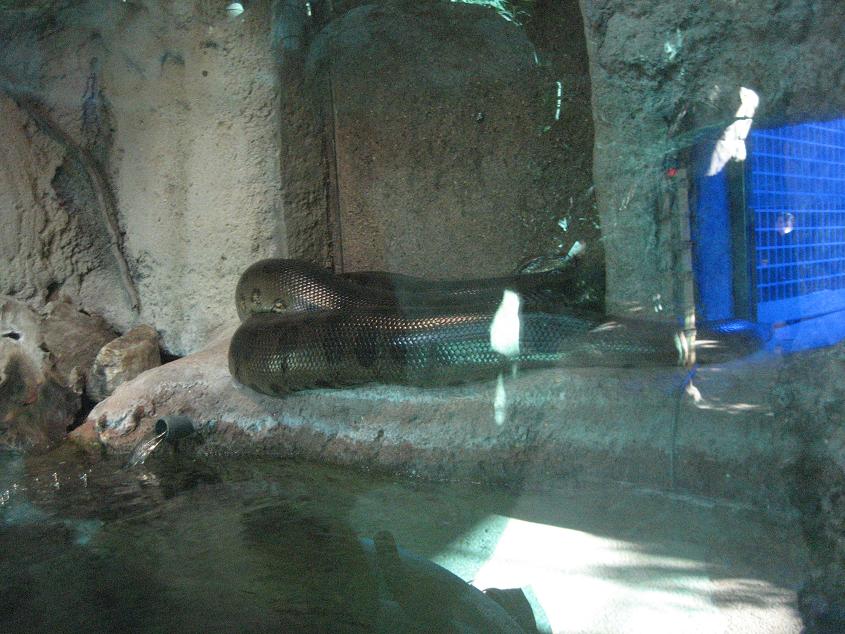 Anaconda