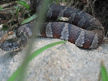 Snake I caught one day